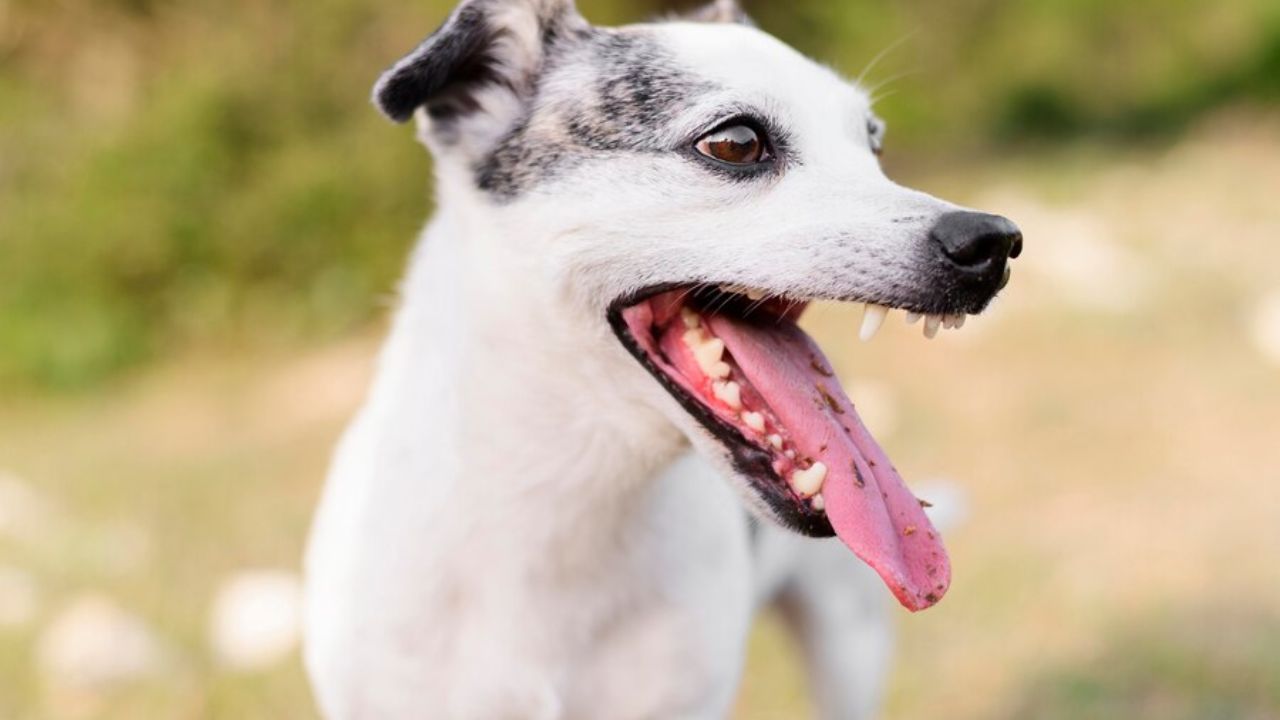 Dog Bite Cases: पालतू कुत्ते के काटने पर क्या कहता है कानून?