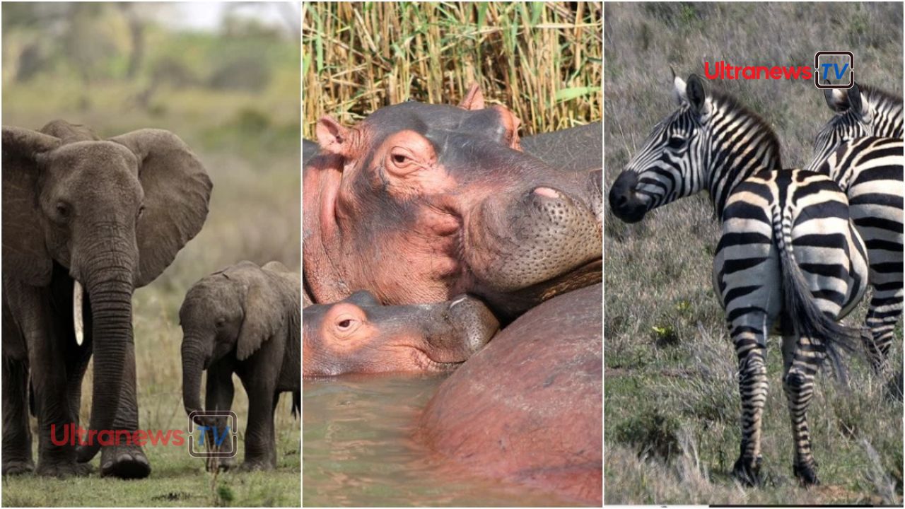 हाथियों को मारकर लोगों की भूख मिटाएगा नामीबिया - Namibia will satisfy people's hunger by killing elephants