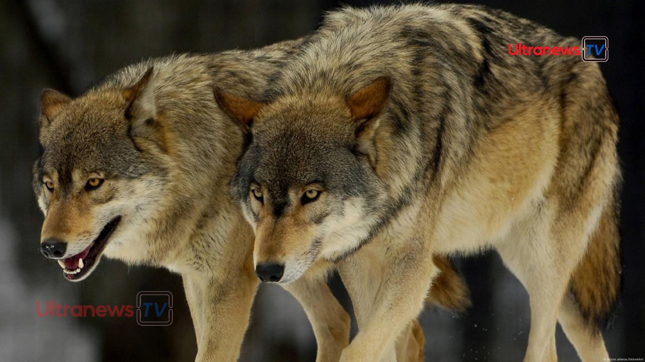 भेड़िये की शक्ल में वुल्फ डॉग मचा रहे आतंक - Wolf dog in the form of a wolf is creating terror
