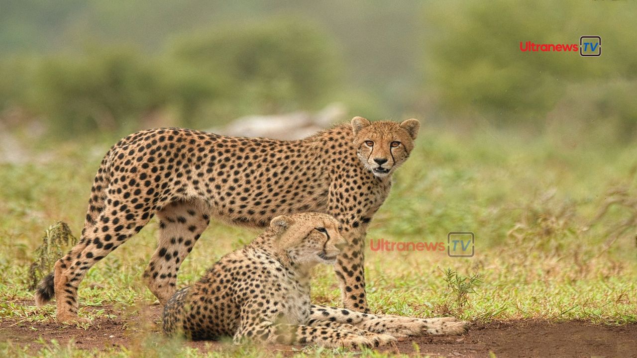 चीतों का बढ़ता कुनबा - Growing clan of cheetahs 