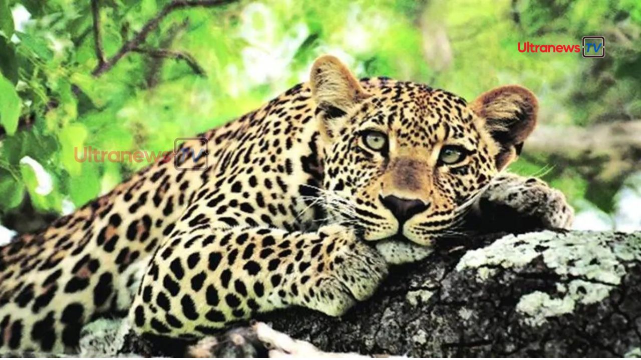 गाजियाबाद के इंदिरापुरम में तेंदुए की खबर से मचा हडकंप - News of leopard creates panic in Indirapuram Ghaziabad.