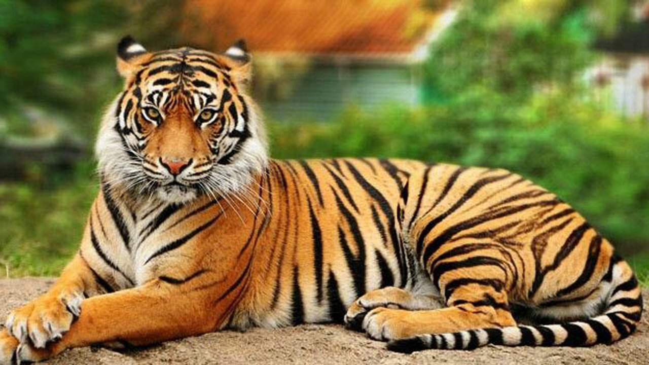 तिरुपति ज़ू में 17 वर्षीय रॉयल बंगाल टाइगर की मौत - 17-Year-Old Royal Bengal Tiger Dies At Tirupati Zoo