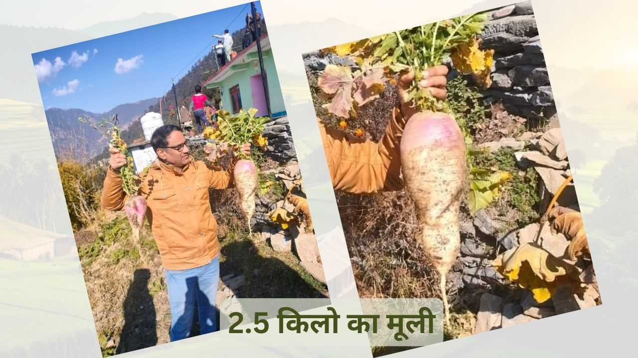 कभी देखी है, ढाई किलो की मूली : Mountain Miracle