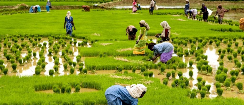 धान के खेती में आई गिरावट, जानिए क्या है इसके पीछे के कारण