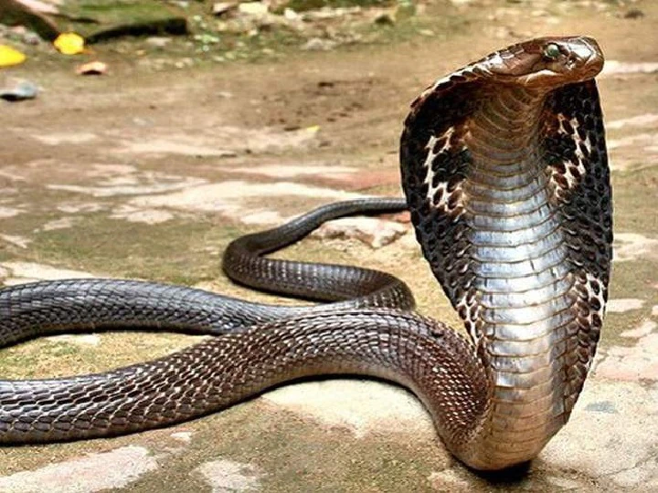 युवक के जान का दुश्मन बना सांप, एक ही जगह सांप ने काटा 5 बार, घर वाले हुए परेशान