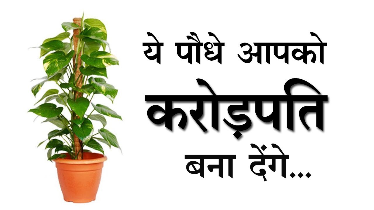 अगर बनना चाहते हैं धनपति तो लगाएं ये पौधा, इस पौधे को सही दिशा में लगाएं और बने करोड़पति