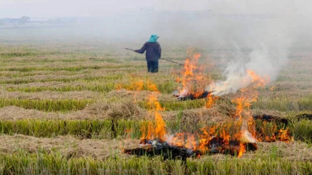 पंजाब में जल रही पराली परेशान करेगी, सौ स्थानों पर पिछले हफ्ते जलाने की घटनाएं