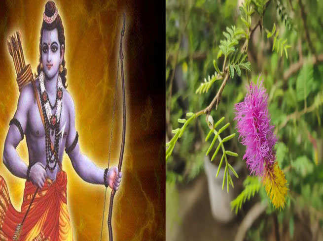 विजयादशमी पर इस पौधे की पूजा करना होता है बेहद शुभ, हर मन्नत होती है पूरी
