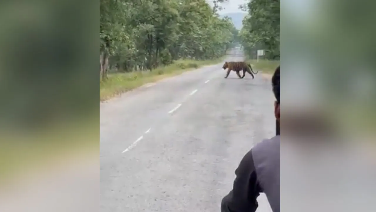 इन यात्रियों ने ली बाघ के साथ सेल्फी