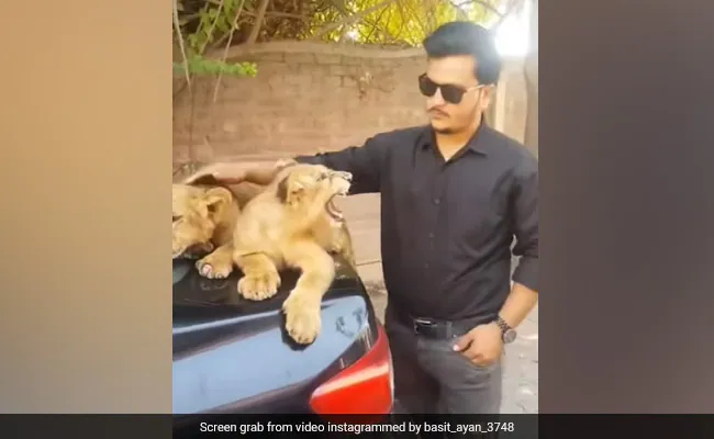 शेर के शावक को पालतू जानवर की तरह सहलाया , देखिए आगे क्या हुआ