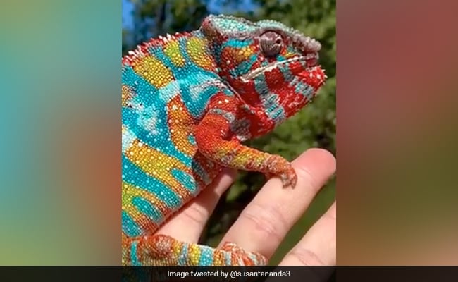 क्या  आपने  कभी  देखा  है  अद्भुत्त रंगों  वाला  पैंथर  गिरगिट ?