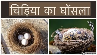 चिड़िया का घोंसला- 51 दिनों को दो मिनट में समेटे इस वीडियो पर 22 मिलियन व्यू 