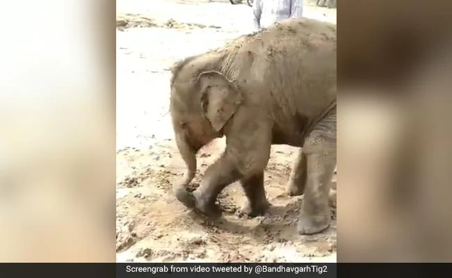 कीचड़ में नहाया हाथी, वीडियो हुआ वायरल