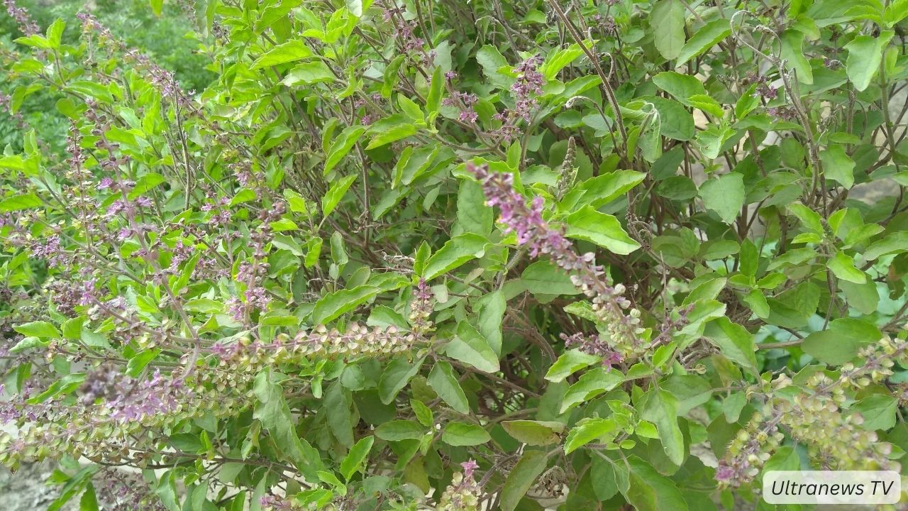 क्या तुलसी पूजन दिवस, क्रिसमस का भारतीय रूप है?