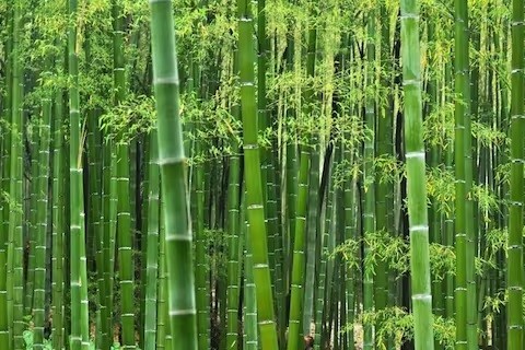 ये पौधा लगाकर कमाए 3.50 लाख रुपय, सरकार से भी मिलेगी मदद