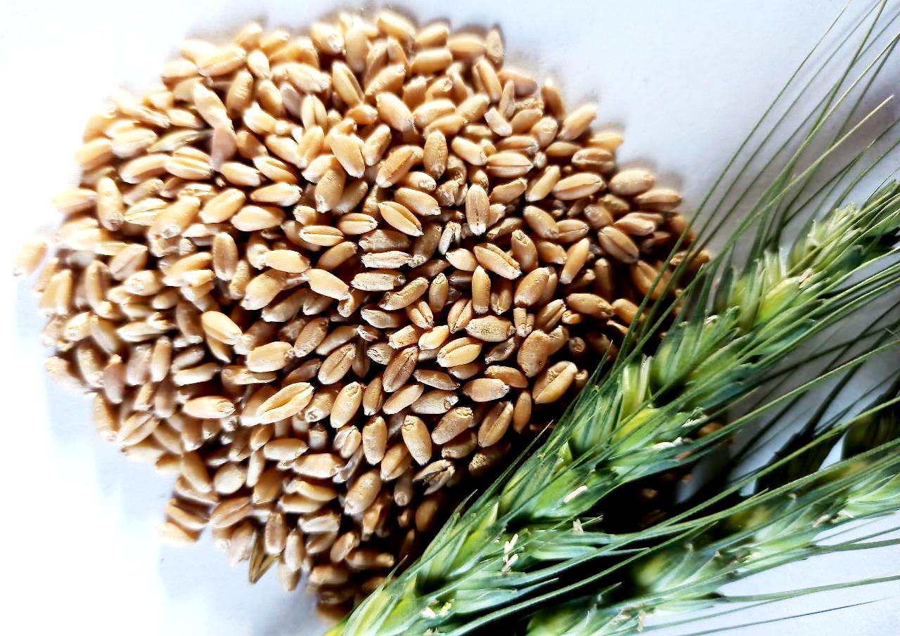 Wheat Price- 10 रुपय सस्ता हो सकता है आटा