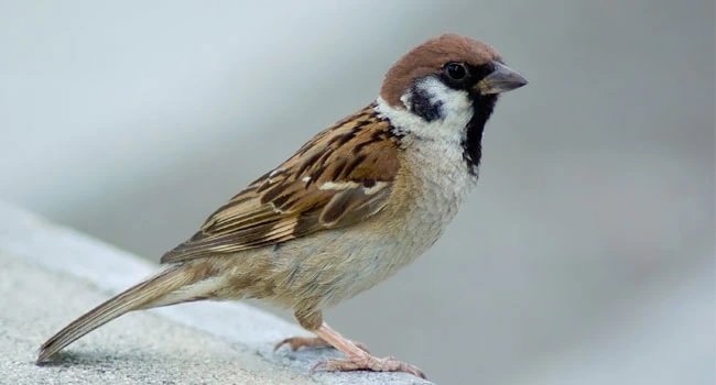 गोरैया के महत्व को बताता है विश्व गोरैया दिवस