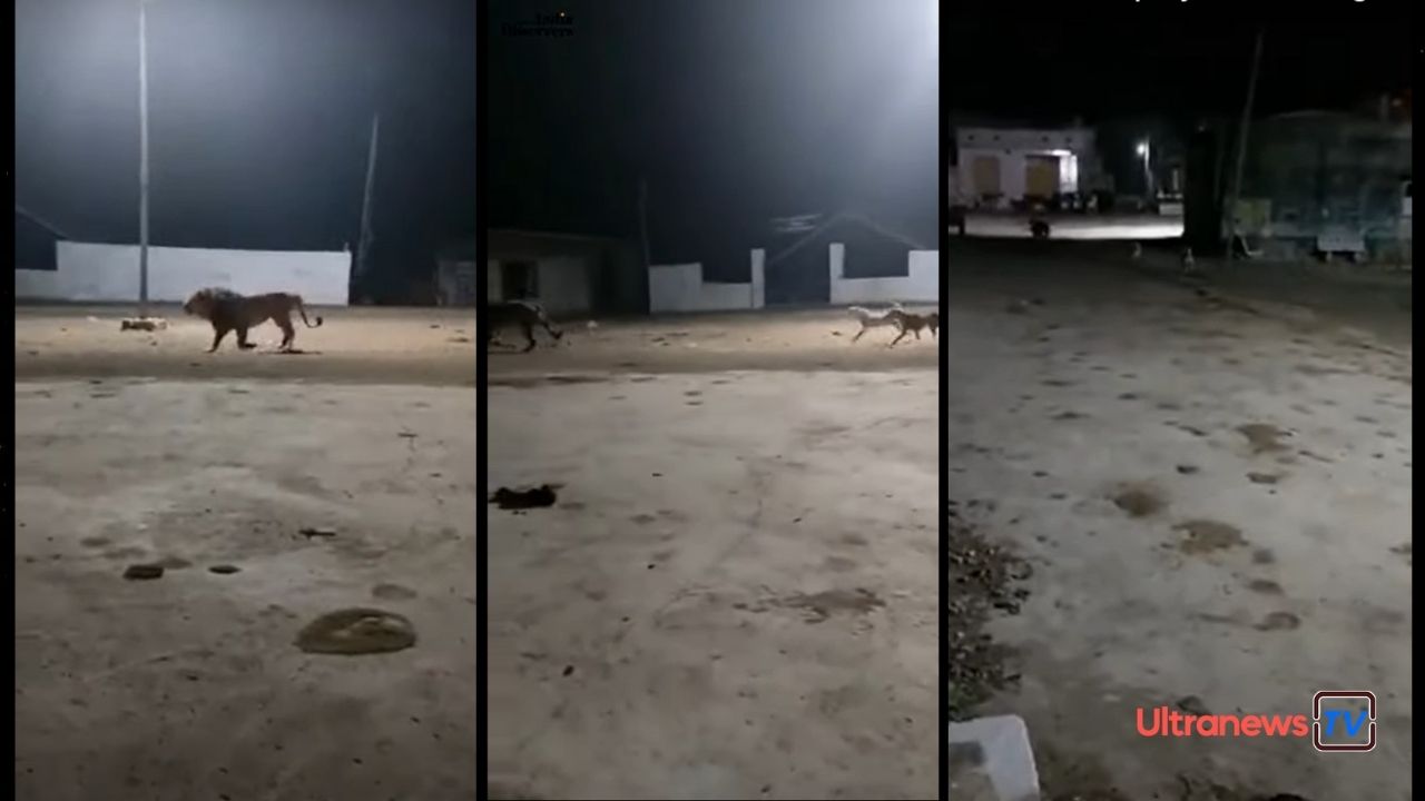 अपनी गली में कुत्तों ने शेर को दौड़ाया - Viral Video