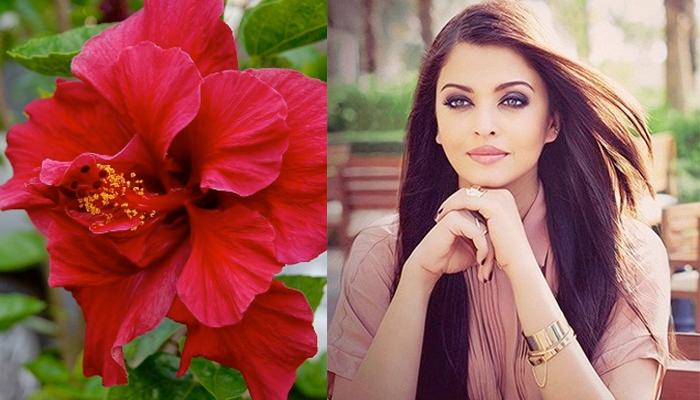 गुड़हल का फूल बालों को बनाएगा लंबा और घना