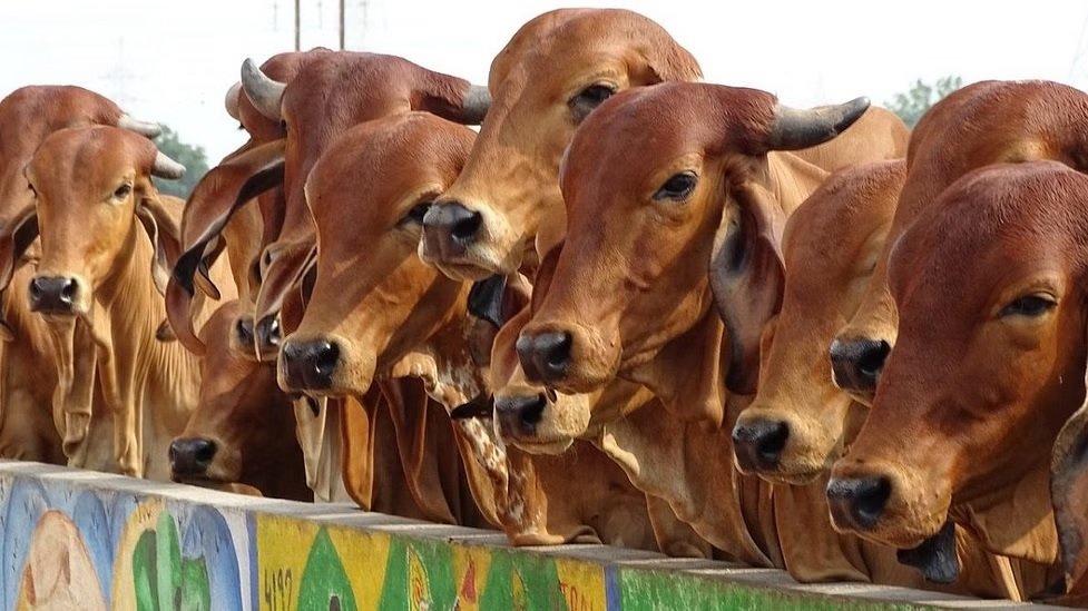 इंसान के पीने लायक नहीं है गोमूत्र, आईवीआरआई की रिसर्च ने किया दावा