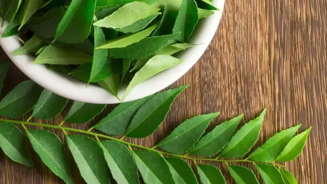 करी पत्ता पेट की चर्बी को आसानी से जलाता है - Curry Leaves Burns Belly Fat Easily