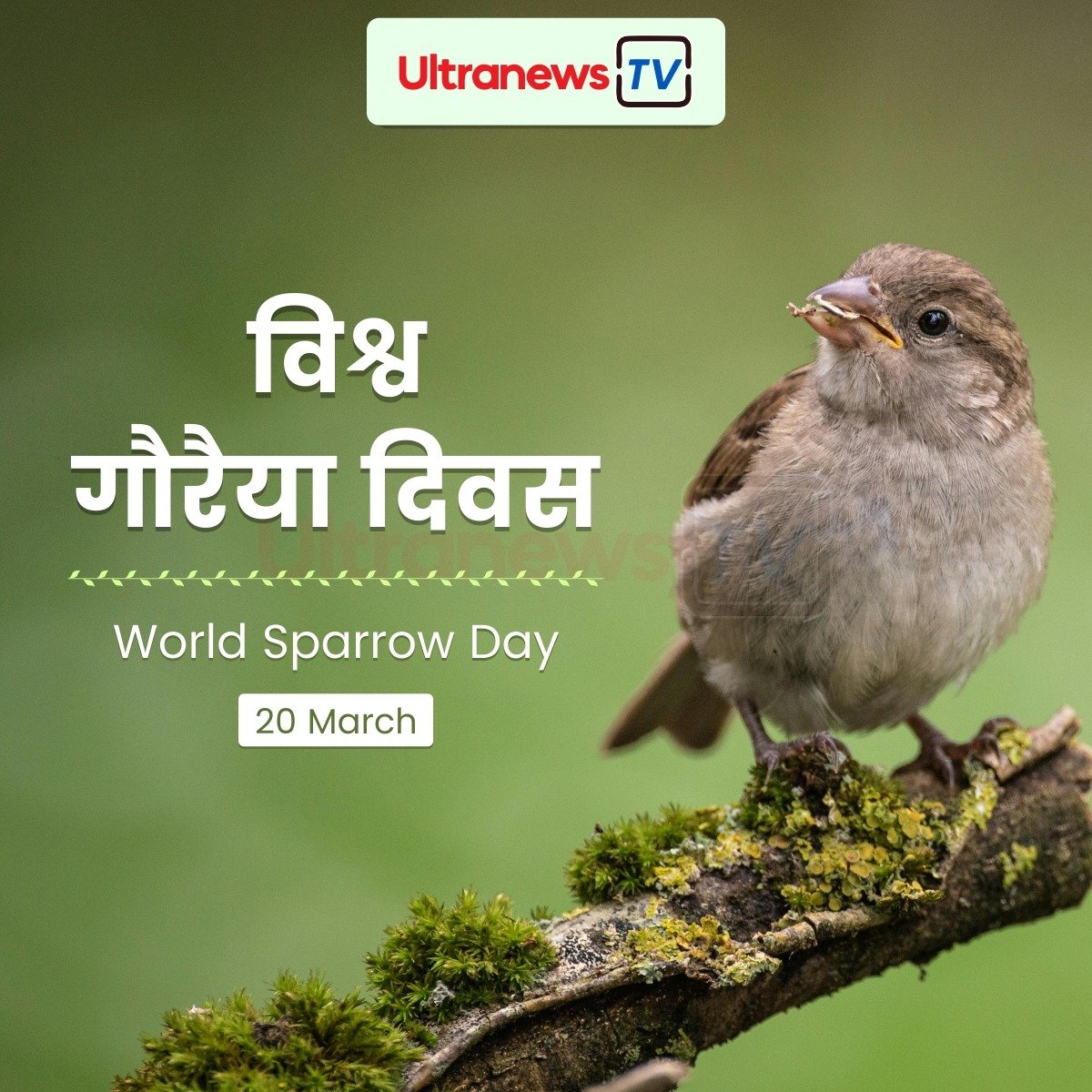 विश्व गौरैया दिवस - World Sparrow Day : 20 March
