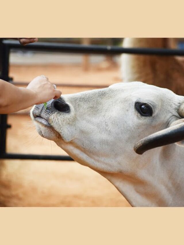 गाय को रोटी खिलाने के फायदे
