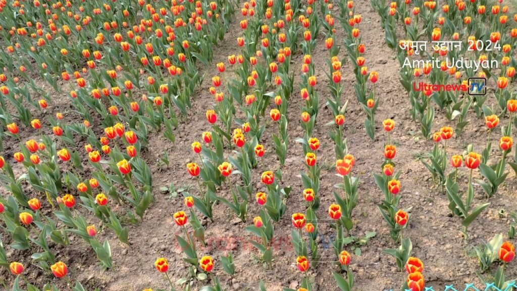Amrit Uduyan Tulip