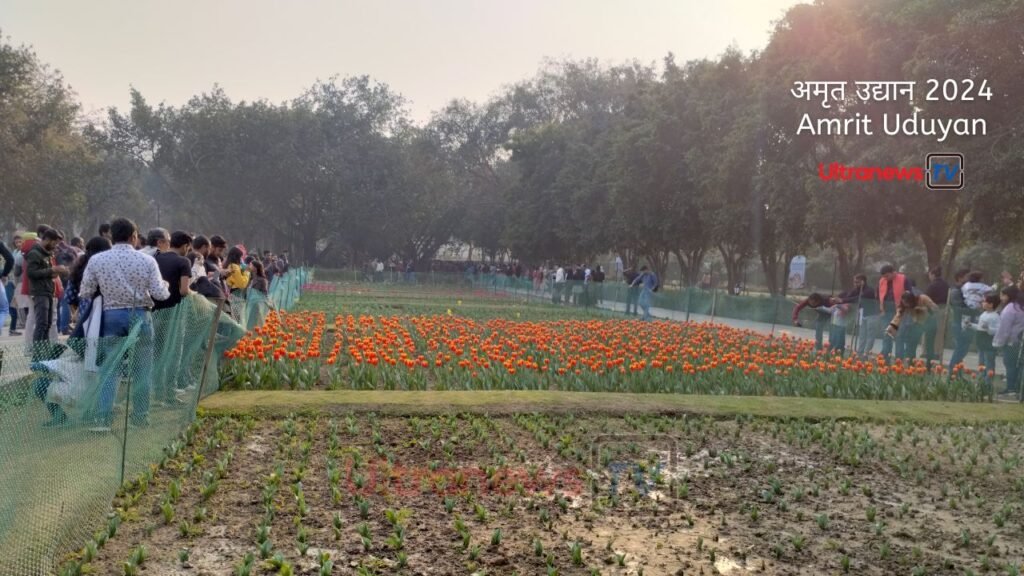 Amrit Uduyan Tulip