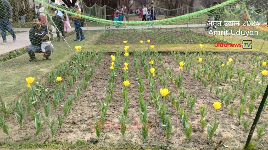 Amrit Uduyan Tulip