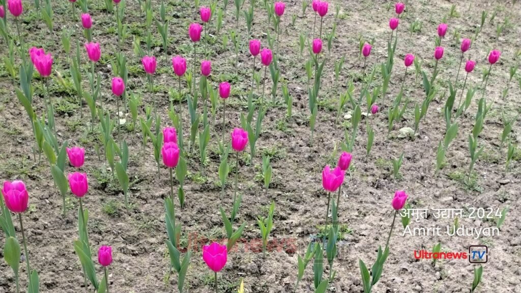 Amrit Uduyan Tulip