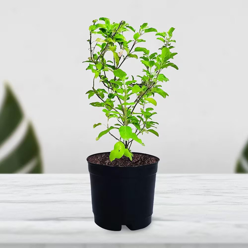 Tulasi Plant