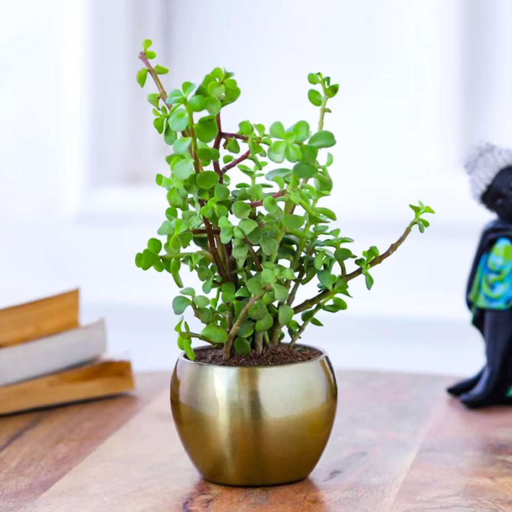 Jade Plant