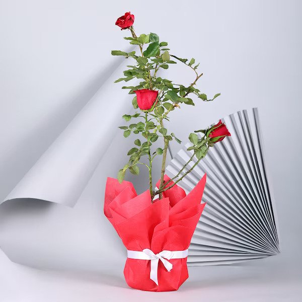 Red Rose Plant