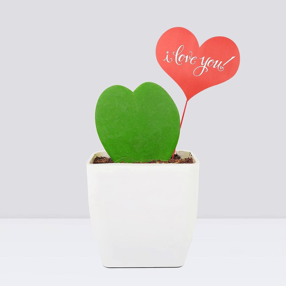 Hoya Heart Plant