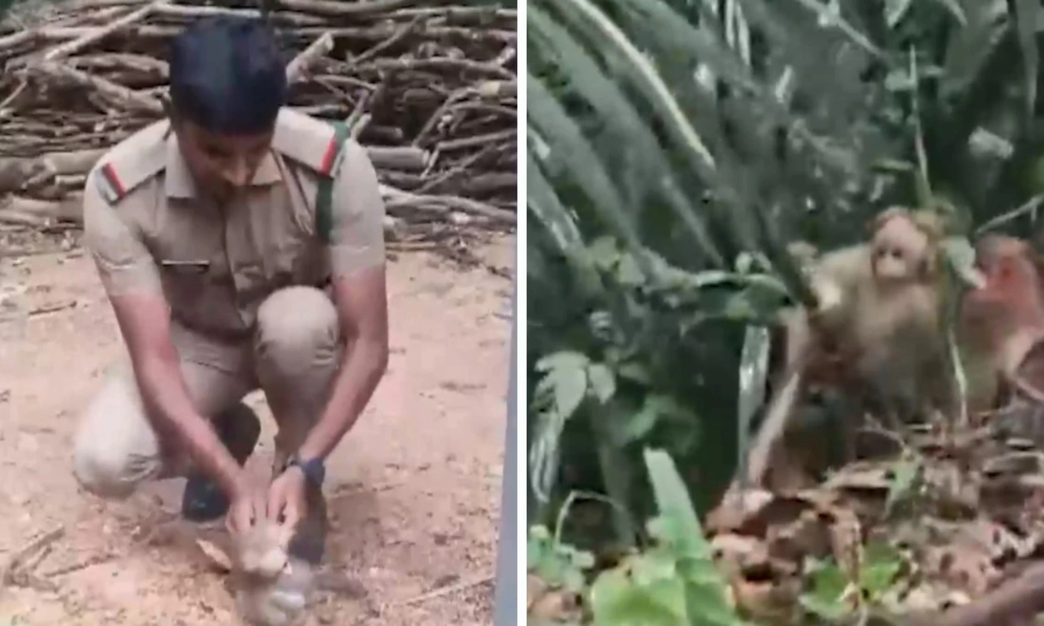 केरल में वन अधिकारी ने बिजली के झटके से बेसुध हुए बंदर के बच्चे को दी नई ज़िंदगी