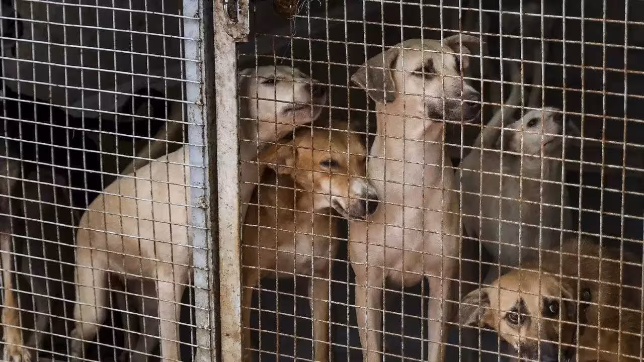 Supreme Court Bans Stray Dogs from these areas, Protesters Detained