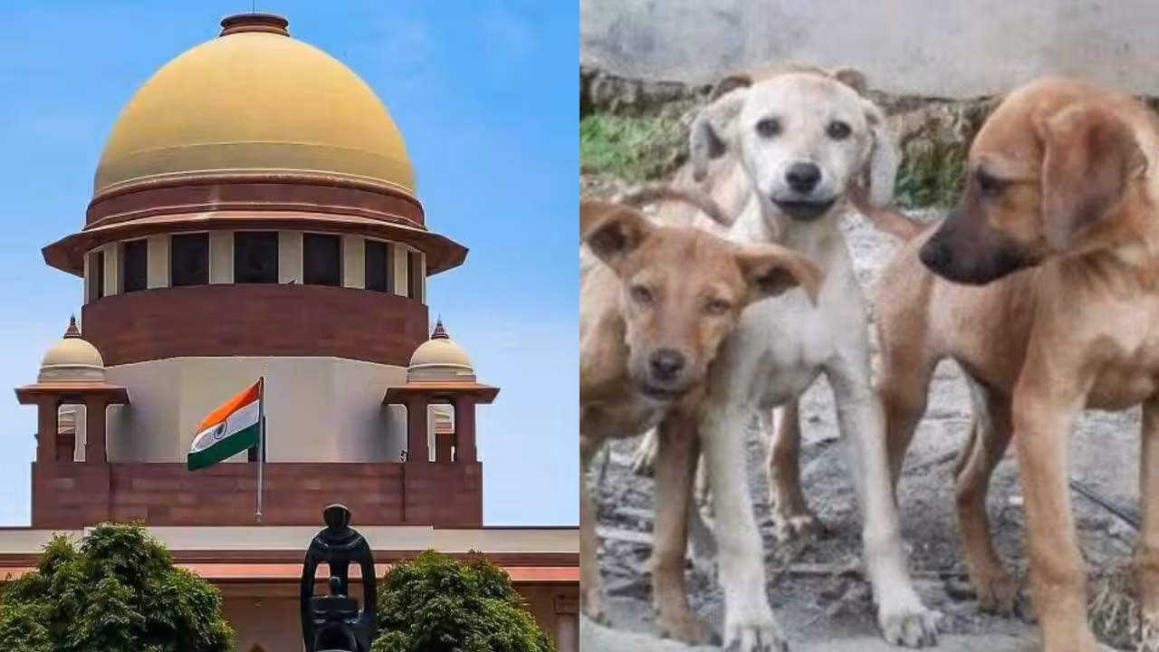 SC orders Stray dogs to be released after vaccination, No feeding to be Allowed
