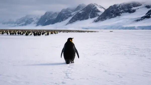 Why is the internet obsessed with a lone penguin walking away from its colony?