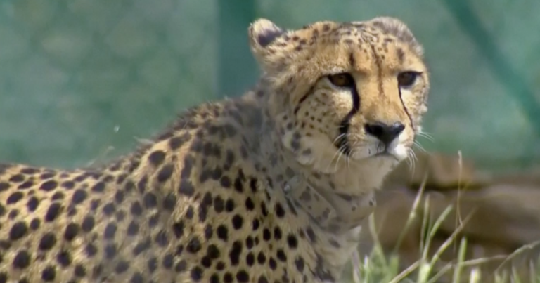 Cheetah Born in the Country after 70 Years