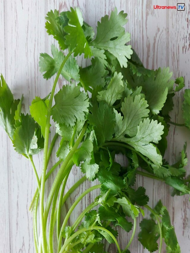 Easy ways to grow coriander at home.