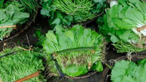 Why should you avoid eating leafy vegetables during monsoon