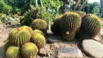 Asia Largest Cactus Garden