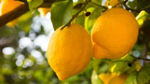 How Lemon Disappears Stress, Know in Detail