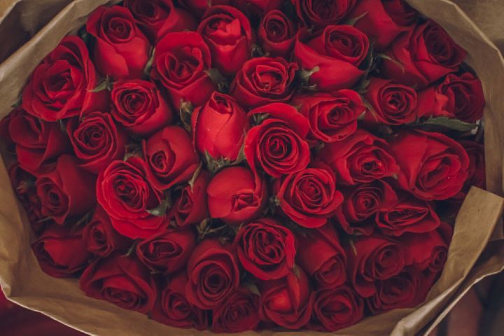 rose day Valentine's Day: Know All the Days of Valentine’s Week - 11th February Promise Day