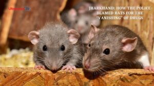 rat Jharkhand: How the Police Blamed Rats for the “Vanishing” of Drugs